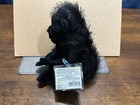 Ganz Webkinz Gorilla Hm040 Retired   New With Sealed Tags And Unused Code