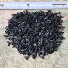 500 Exact Shark Teeth Florida Bulk Lot Mixed Tooth Great White Tiger Fossil Real