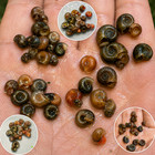 Ramshorn Snails Live Freshwater Aquarium Snails Tank Bred Algae Eaters