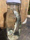 North Western Alligator Lizard Wet Specimen