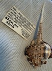 Snipe s Head Murex Sea Shell Murex Haustellum Natural Unique Rare Sea Shell