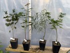 2 Japanese Maples  You Choose  Liner Size - Your Choice Off List Within Listing