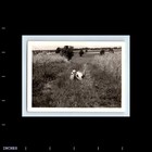Old Vintage Photo Solo Man Relaxing Grass Field Glasses Found Snapshot Picture