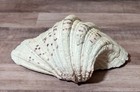 Large Tridacna Gigas Clam Half Sea Shell 8 Inch Seashell