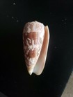 Ringed Cone - Conus Planorbis  approx 3  Or 76mm 