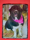 Personalized Pet Memorial Photo Slate Dog Cat