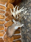 Impressive Whitetail Deer Mounts- Private Collection- Inquire  The