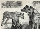 Dog Great Dane  Beautiful Dogs  Large 1880s Antique Print   Article