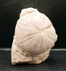 Fossil Clypeus Plotti Echinoid Jurassic Period Uk Sea Urchin Original Matrix 