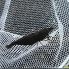 10 1 Live Black Rose Freshwater Aquarium Shrimp Neocaridina  Easy Care