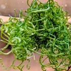 1 Moss Ball For Hawaiian Red Shrimp   pae   ula  Chaeto Algae