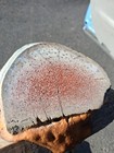 Natural Dino Bone Round- Gem Bone  As-is