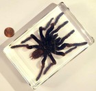 Large 5 3  Tarantula Spider In Clear Lucite Resin Science Education Specimen