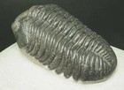 Drotops Megalomanicus Trilobite Fossil 111mm Devonian Morocco Matrix 2kg 