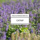 Catnip   Nepeta Cataria   Heirloom Herb For Pets   Pollinators   Non-gmo   100 S