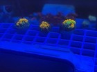 Og Bounce Mushroom 1     Coral Wysiwyg  zoa Lps Sps Acropora Montipora Wwc  