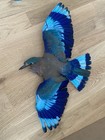 Taxidermy Blue Indian Roller Not Listed By Cites