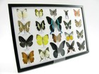 20 Beautiful Butterfly Butterflies In Showcase - Framed - Real - A-20-blumei-18