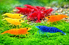 15 Live Neocaridina Shrimps  red-blue-orange-yellow  Premium Grade Free Ship Usa