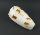 Conus Striatus Rare Beautiful Shells Red Sea Shell 92 5mm  Very Nice Pattern
