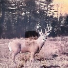 Miller High Life Whitetails Unlimited Hunting Beer Sign Mirror