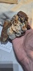 Sharktooth Hill Fossil Bone And Tooth Fragments Cluster  2  Bakersfield ca