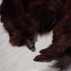 Vintage Women   s Brown  Mink Head Peace