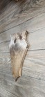 European Deer Skull Mount Plaque Wall Pedestal Dark Chestnut Shield 