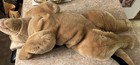 Animal Alley Toys R Us German Shepherd Puppy Dog 2000 Geoffrey 26    Large Plush