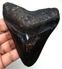 Megalodon Shark Tooth - Shark Teeth Real Fossil - 3 49    Meglodon No Restorations