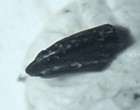 Very Rare Uk  Unworn Theropod Dromaeosaurid Partial Claw - Stunning Detail