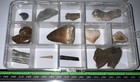 Labeled 12 Real Fossil Lot Collection Mosasaur  Dinosaur  Ice Age  Shark Tooth 
