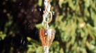 Good Directions Pure Polished Copper Crocus Rain Chain With Gutter Clip