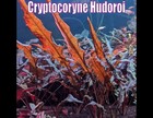 Cryptocoryne Hudoroi Live Aquatic Plants Aquarium Plants Freshwater