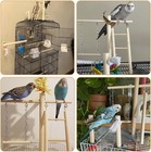 Bird Playground Wood Parrot Play Gym Stand Perch Bird Cage Accessories Small