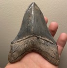 Rare Self-bitten 4 89    Megalodon Shark Tooth Fossil A  Quality