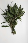 Blue Hygro  hygrophila Salicifolia  Live Aquarium Plants