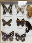 Real Framed 14 Butterfly Collection In Shadowbox