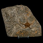 3 3  Brittlestar Ophiura Sp Starfish Fossil Ordovician Age Morocco Coa   Stand