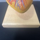 3d Scientific Model Of Heart Norvasc With Wood Stand Made In Germany