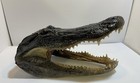 Real American Alligator Head From 9 Foot Louisiana Gator 16-17   