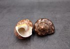 Tapestry Turbo Brown Seashells Turbo Petholatus  2 Shells Approx  2  Inches 