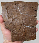 Awesome Large Triceratops Dinosaurfossil Frill Edge Piece Hell Creek Fm S Dakota