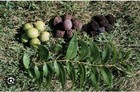 10 Black Walnut Seeds Juglans Nigra Perennial Nut Tree Northern Hardy Shade