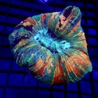 Rainbow Wellsophyllia 3  Large Wysiwyg - Indigo Corals - Ic 3700 - Trachy