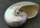 Pearlized Nautilus Seashell Polished Nautilus  1 Shell Approx  2  Inches 
