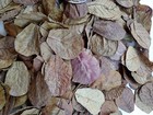 Indian Catappa Almond Leaves 13cm Tannins For Bettas  Discus  Aquarium