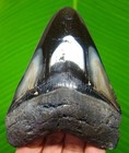 Stunning Megalodon Shark Tooth - Real Fossil - 3 91    Shark Teeth No Restorations