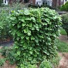 Blue Lake Pole Bean Seeds   Non-gmo   Fresh Garden Seeds Bulk