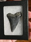 Huge Top Quality Rare Prehistoric Great White Shark Tooth Fossil Not Megalodon 